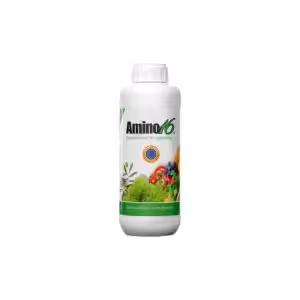 Amino 16 Οργανικό Μείγμα 16 L-Αμινοξέων