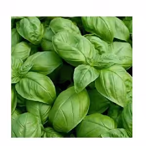 Βασιλικός Everleaf Genovese