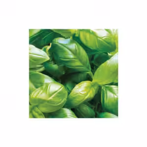 Βασιλικός Πλατύφυλλος Large Sweet (Ocimum basilicum) 25gr