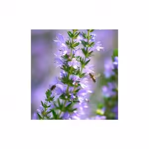 Θρούμπι (Satureja hortensis Summer savory Midget) 100gr