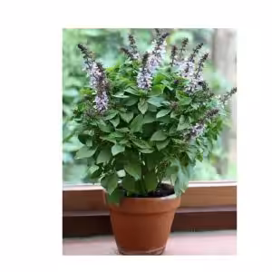 Βασιλικός Floral Spires Lavender