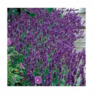 ΛΕΒΑΝΤΑ HIDCOTE BLUE