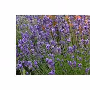 ΛΕΒΑΝΤΑ BANDERA PURPLE