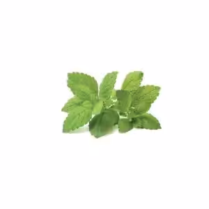 ΜΕΛΙΣΣΟΧΟΡΤΟ LEMON BALM