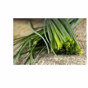 ΣΧΟΙΝΟΠΡΑΣΟ MEDIUM LEAVED