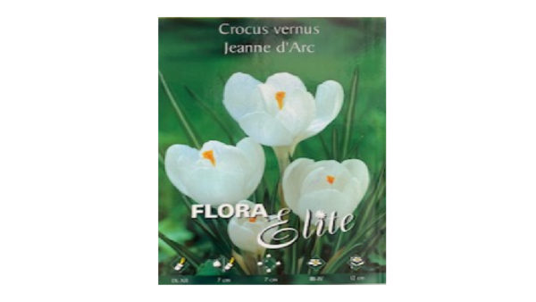 Crocus white Jeanne d’Are