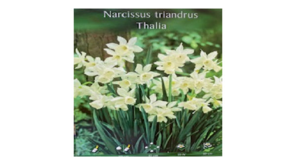 Narcissus Thalia