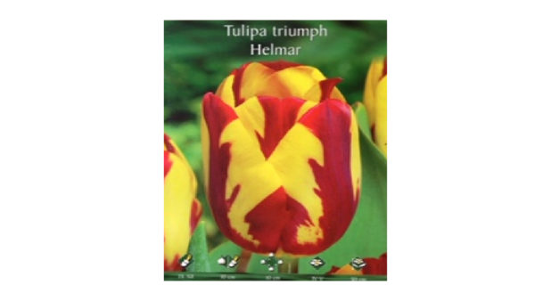 Two-tone Helmar tulip