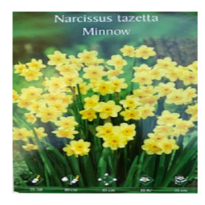 Narcissus double Papillon black