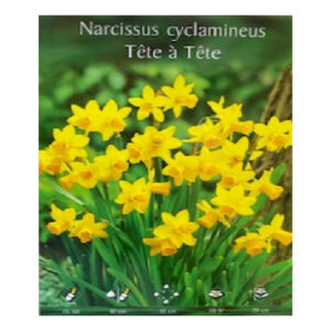 Narcissus Bell song