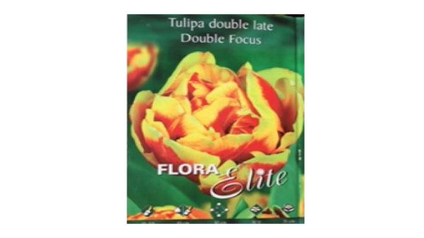 Tulip double special Double Focus