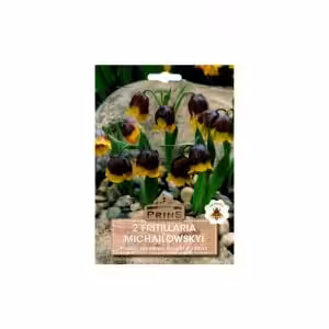 Fritillaria Michailowskyi