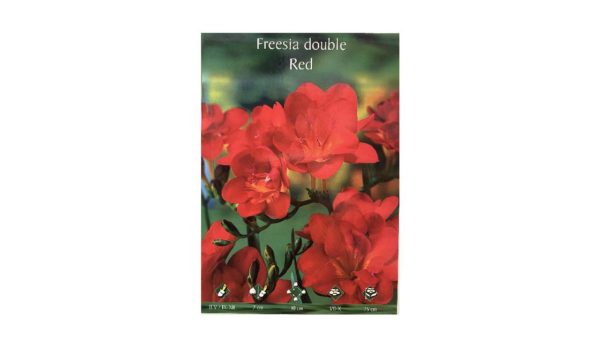 Freesia double aromatic red
