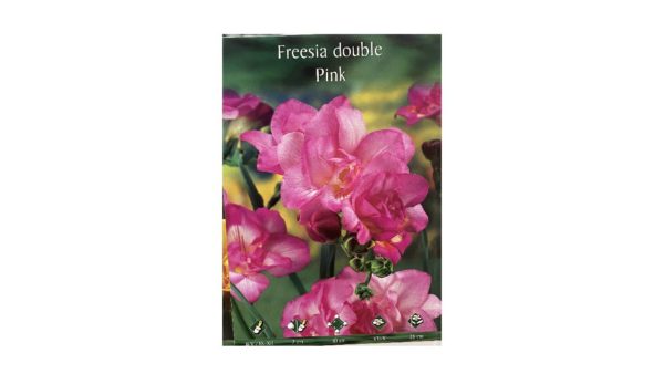 Freesia double aromatic pink