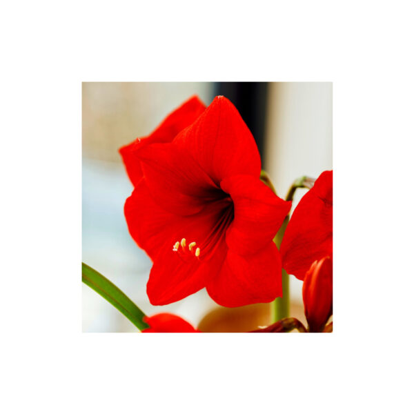 Amaryllis single red