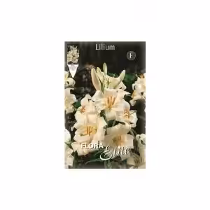 Virgin Lily Candidum