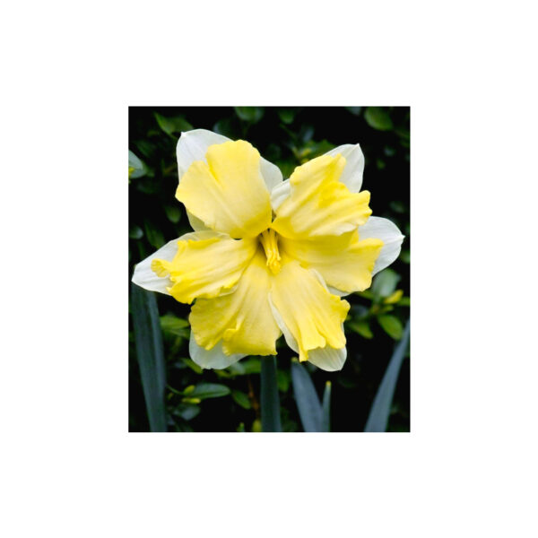 Narcissus double bicolor Cassata