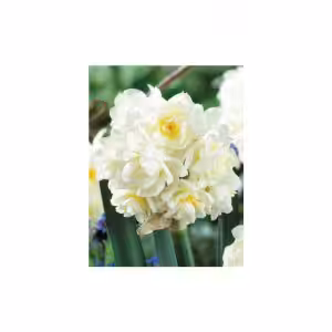 Aromatic Narcissus tazzetta Erlicheer