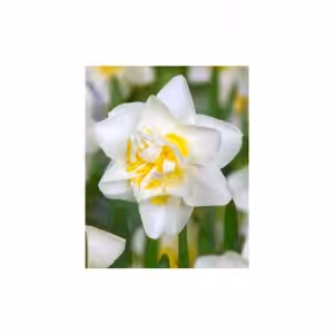 Narcissus double White Lion