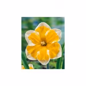 Narcissus double bicolor Orangerie