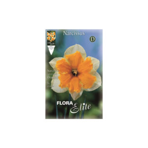 Narcissus double pink Apricot-Wirl envelope 5pcs