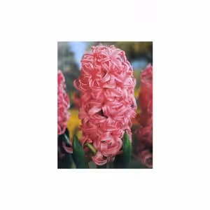 Υάκινθος Ροζ Pink Pearl (1 βολβός)
