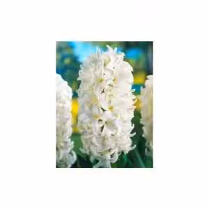Υάκινθος Λευκός White Pearl (1 βολβός)