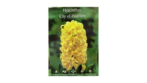Yellow hyacinth Hyacinthus city of harlem