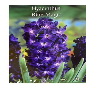 Ζουμπούλι μπλε Hyacinthus Blue Magic