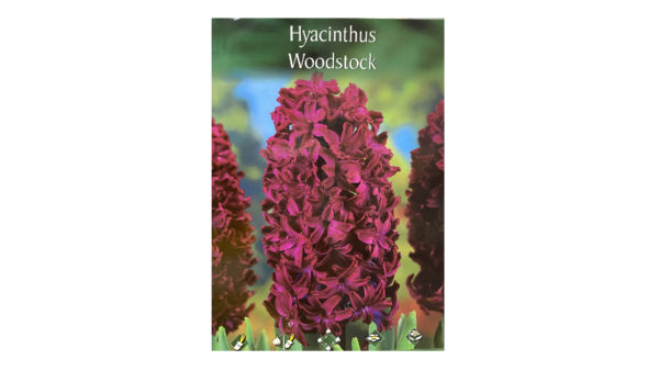 Ζουμπούλι κόκκινο Hyacinthus Woodstock