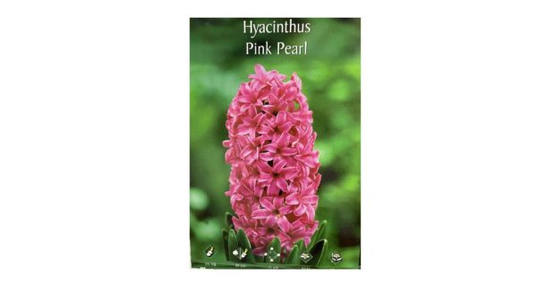 Ζουμπούλι ροζ Hyacinthus Pink Pearl