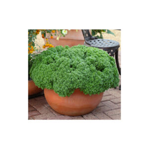 Basil thin leaf aristotle 1000 seeds