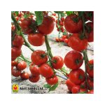 TOMATOES CLIMBING HYBRID EKSTASIS F1