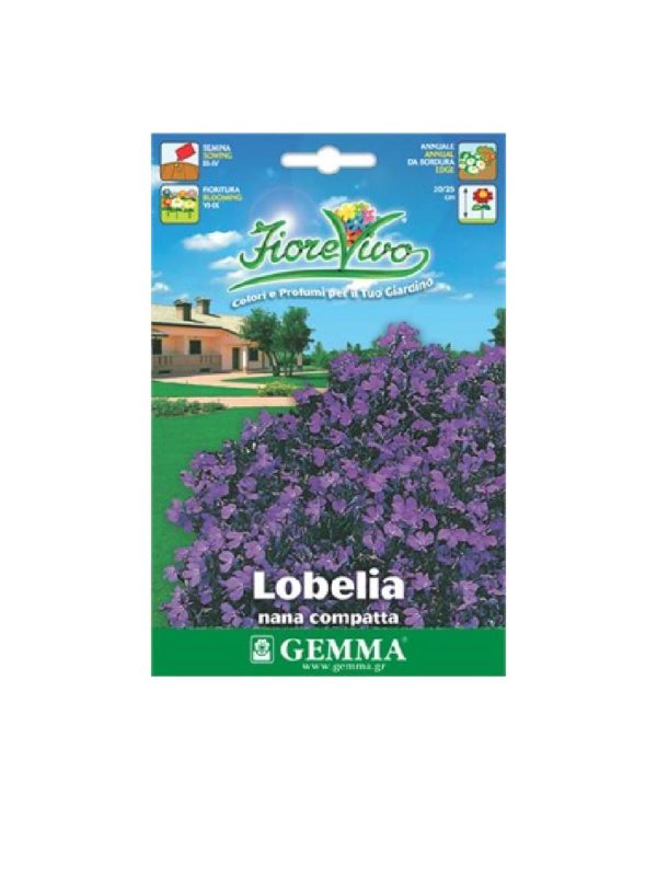 Lobelia nana purple