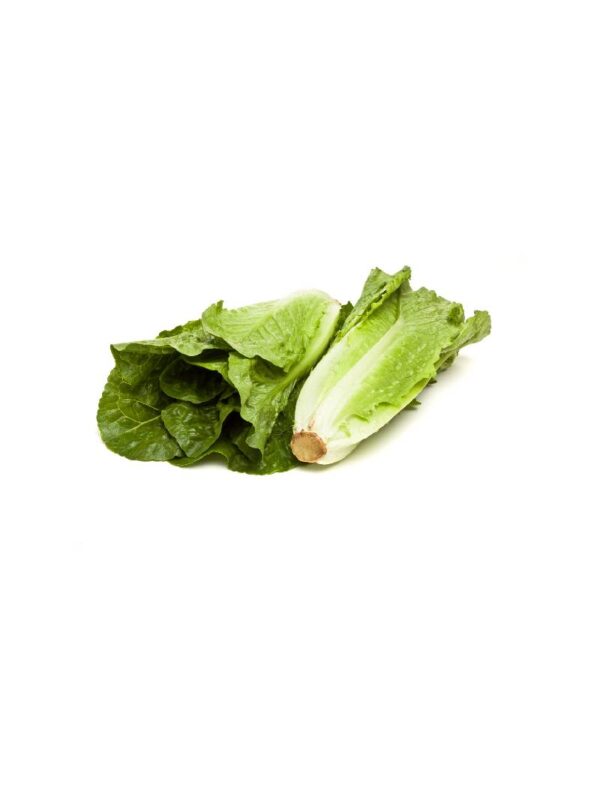 Romana lettuce