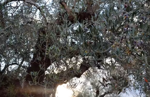Προστασία της Ελιάς την Περίοδο Εισαγωγής σε Λήθαργο