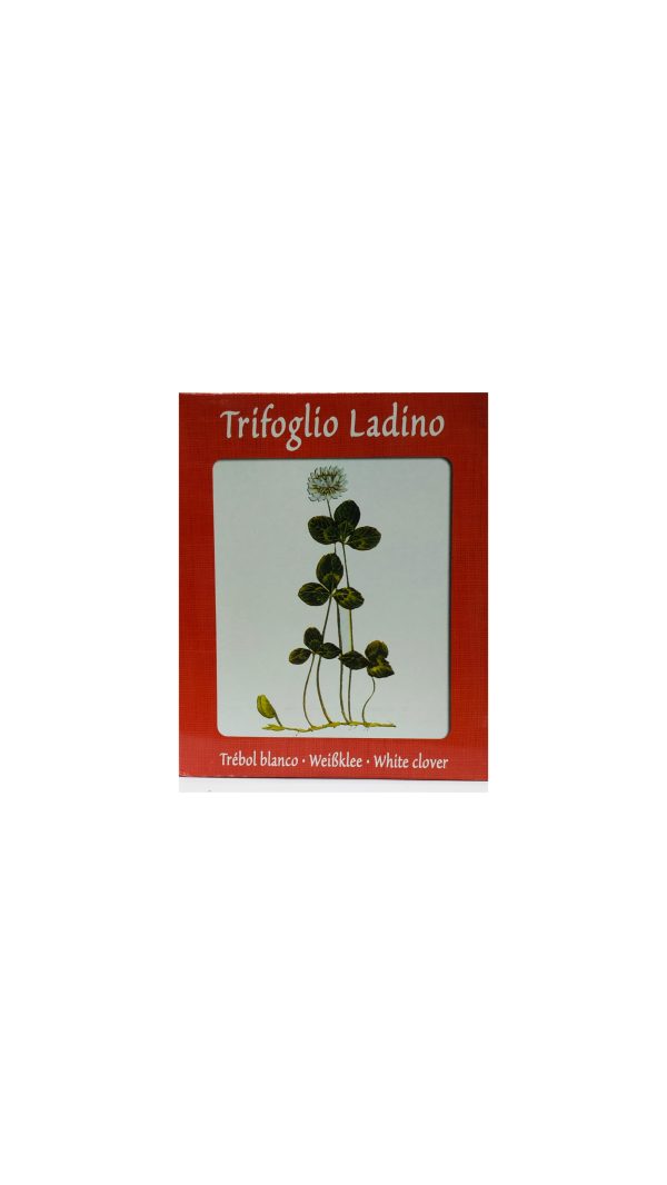 Trifolium reppens ladino τριφύλλι