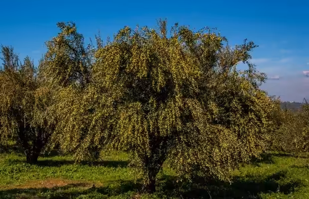 Θρέψη - Λίπανση Ελιάς