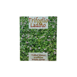 Trifolium reppens trefoil