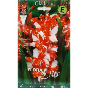Gladiola Wine & Roses