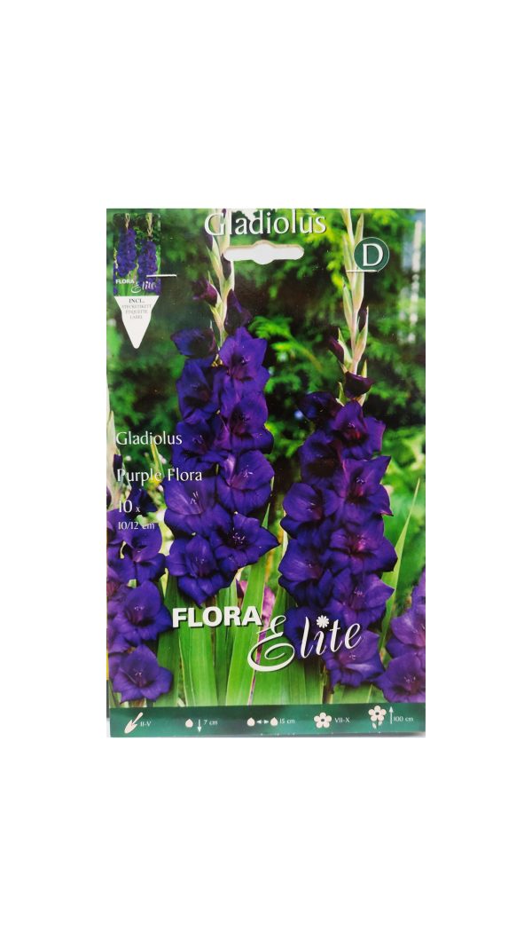 Γλαδιόλα Μώβ (Purple Flora)