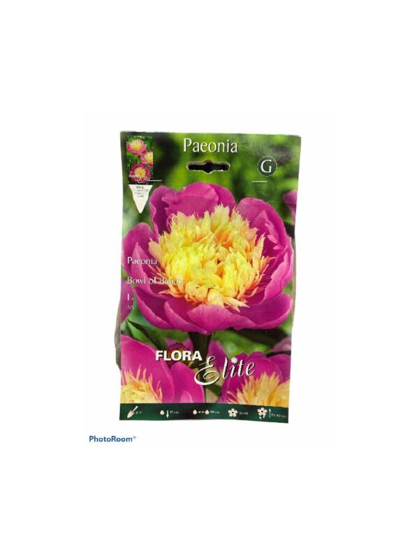 Two-tone Peonies Bowl of beauty