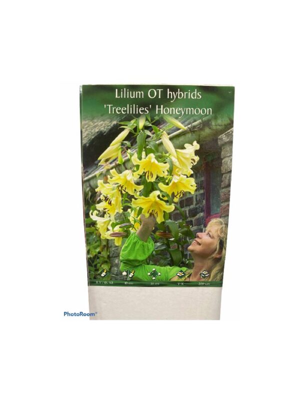 Lilium Aromatic Tree Treelilies Honeymoon