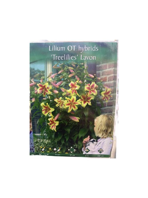 Lilium Aromatic Tree Treelilies Lavon