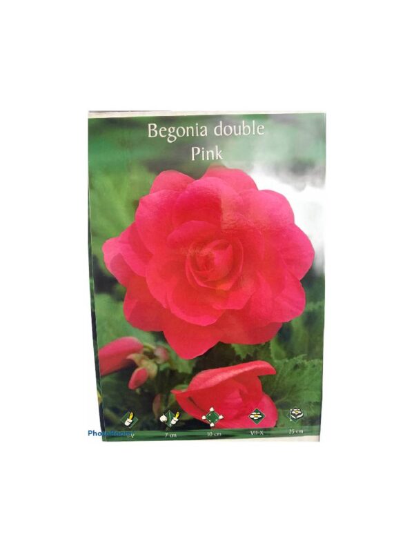 Μπιγκόνια/Βιγόνια αρωματική Begonia double pink