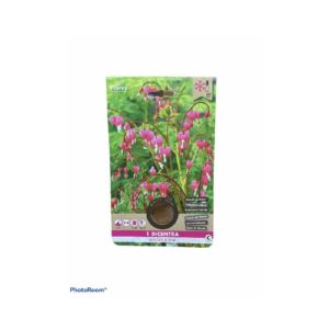 10×1 βολβός “μιγγε” convallaria majalis