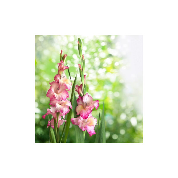 Gladiolus Two-tone in fuchsia-white color Priscilla