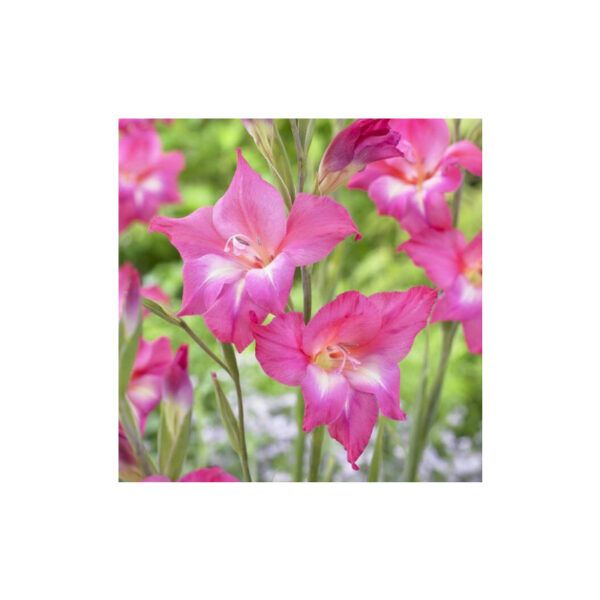 Gladiolus dwarf wild nanus charm