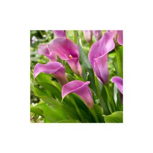 Liatris Aromatic Spicata Purple