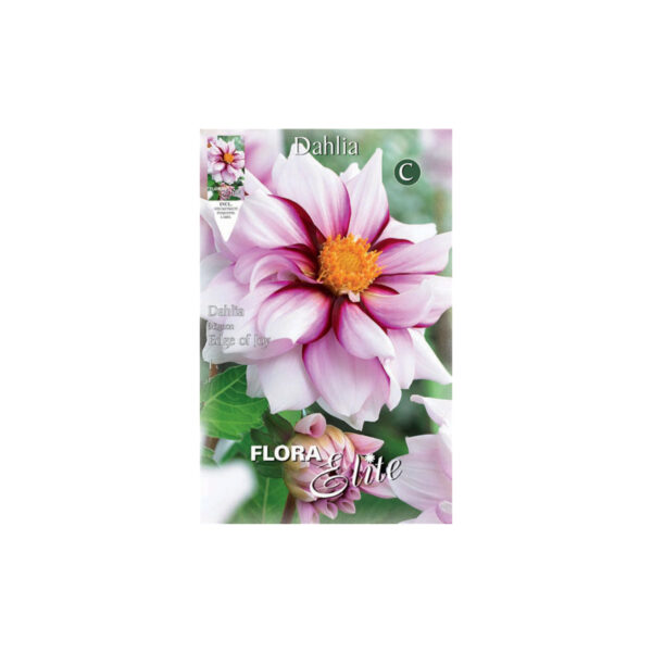 Colorful dahlia hybrid in white – pink – fuchsia color Edge of Joy